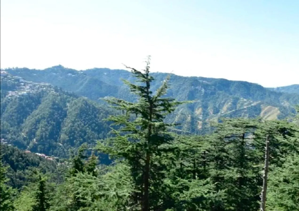 Bed & Breakfast The Cedar Villa Shimla
